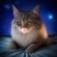 用户月光下的猫头像，夜间柔和光线男性照片